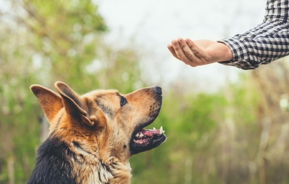 Les méthodes de dressage de chiens peuvent-elles affecter la façon dont un chien se lie à son propriétaire? L’étude dit oui