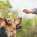 Les méthodes de dressage de chiens peuvent-elles affecter la façon dont un chien se lie à son propriétaire? L’étude dit oui