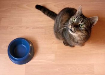 Les recommandations de l’AAFCO sur les protéines pour les aliments pour chats semblent insuffisantes