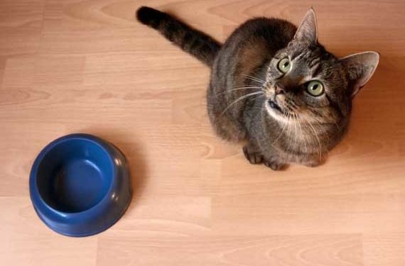 Les recommandations de l’AAFCO sur les protéines pour les aliments pour chats semblent insuffisantes