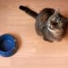 Les recommandations de l’AAFCO sur les protéines pour les aliments pour chats semblent insuffisantes