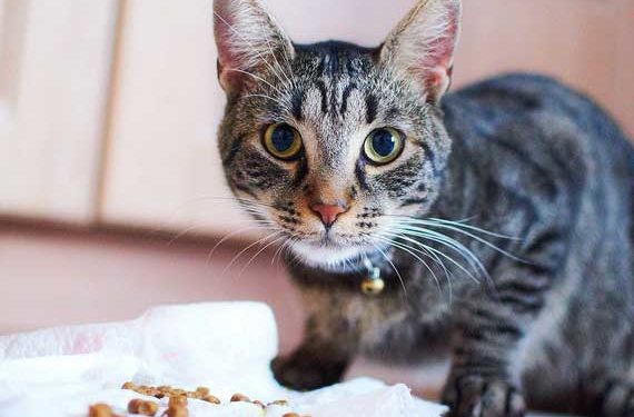 Les régimes gastro-intestinaux aident les chats souffrant de diarrhée chronique