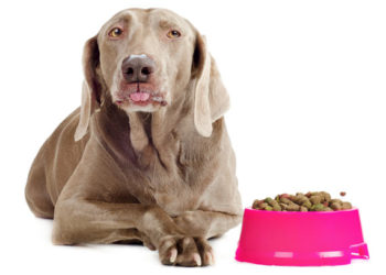 Les régimes riches en glucides ne sont pas les meilleurs pour les chiens