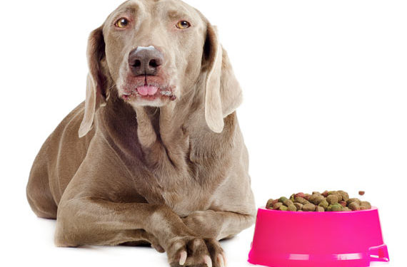 Les régimes riches en glucides ne sont pas les meilleurs pour les chiens