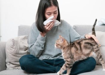 Les scientifiques ont peut-être découvert comment se débarrasser des allergies aux chats