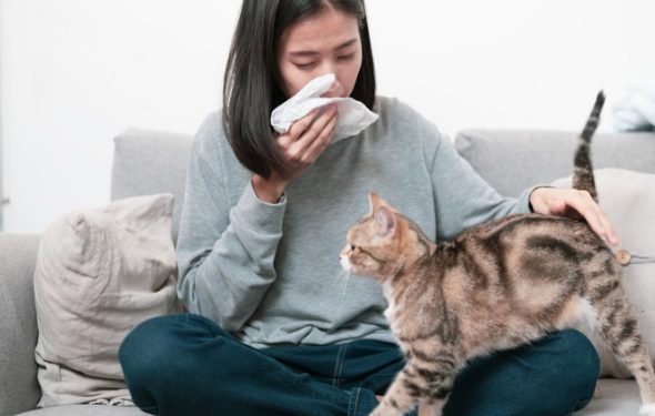 Les scientifiques ont peut-être découvert comment se débarrasser des allergies aux chats