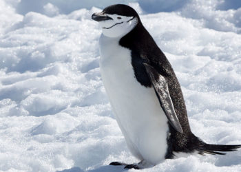 Manchot à jugulaire – Faits, régime alimentaire et renseignements sur l’habitat