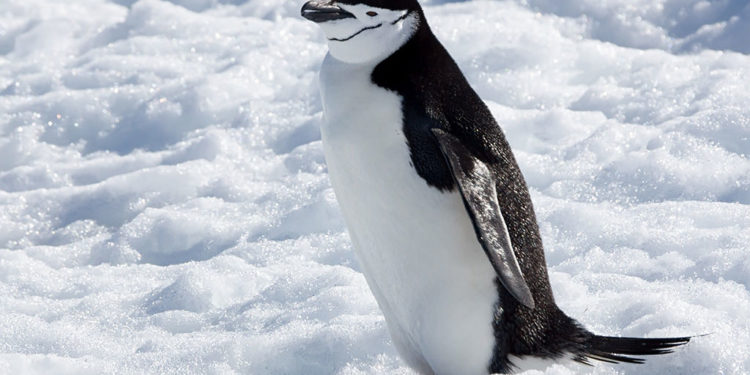 Manchot à jugulaire – Faits, régime alimentaire et renseignements sur l’habitat