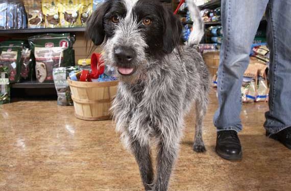 Méfiez-vous des conseils nutritionnels pour animaux de compagnie