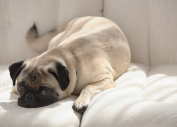 Meilleur guide d’achat de couverture de canapé pour chien pour 2020