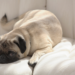 Meilleur guide d’achat de couverture de canapé pour chien pour 2020