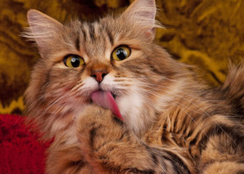 Meilleure nourriture et friandises pour boules de poils pour chats