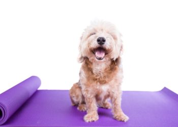 Meilleures critiques de tapis de refroidissement pour chiens – Édition 2020