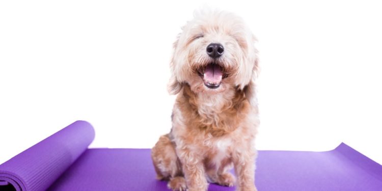 Meilleures critiques de tapis de refroidissement pour chiens – Édition 2020