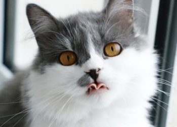 Meilleurs mangeoires automatiques pour chats – Édition 2020