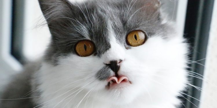 Meilleurs mangeoires automatiques pour chats – Édition 2020