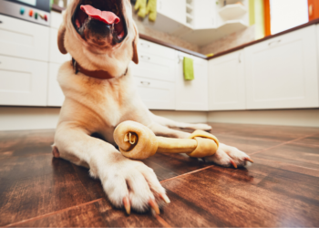 Meilleurs os pour chiens en 2020 – Mâchez-les!