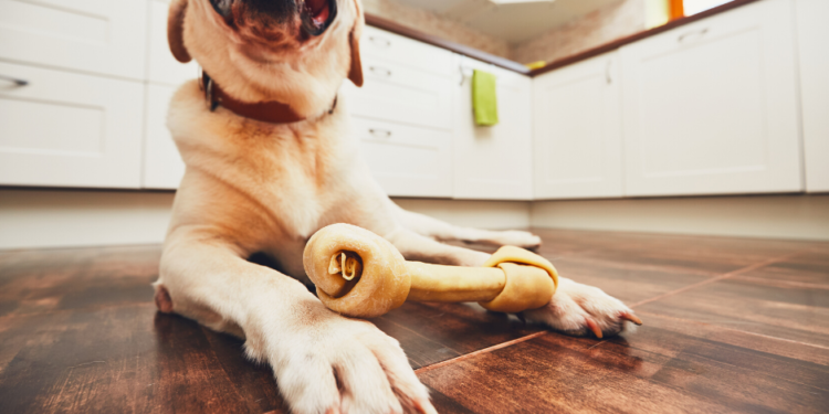 Meilleurs os pour chiens en 2020 – Mâchez-les!