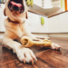 Meilleurs os pour chiens en 2020 – Mâchez-les!