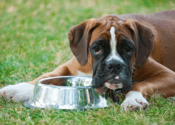 Nourrir le chien avec un estomac sensible