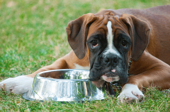 Nourrir le chien avec un estomac sensible