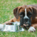 Nourrir le chien avec un estomac sensible
