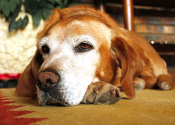 Nourrir le chien plus âgé | Animauxinfo