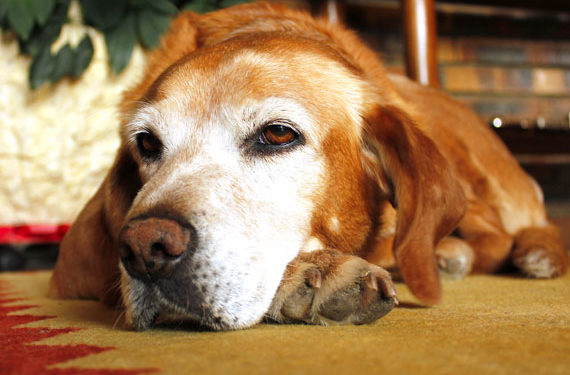 Nourrir le chien plus âgé | Animauxinfo