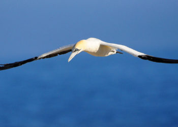 Oiseau de Fou de Bassan – Faits, informations et photos