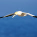 Oiseau de Fou de Bassan – Faits, informations et photos