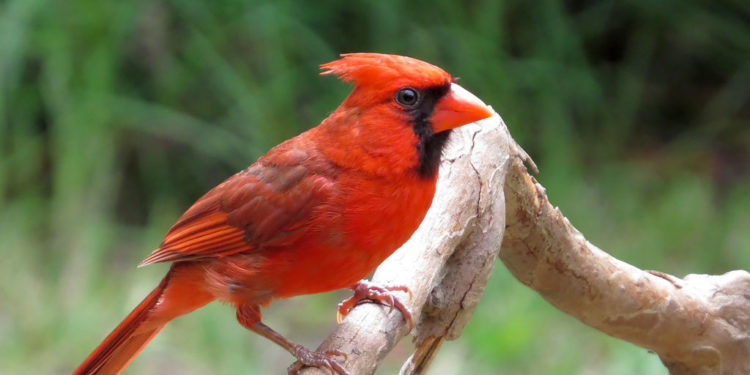 Oiseaux cardinaux – Faits, informations et images clés