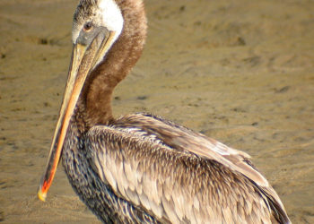 Oiseaux de pélican brun des Galapagos – Faits et renseignements sur l’habitat