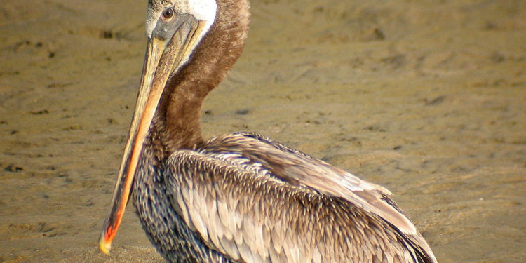 Oiseaux de pélican brun des Galapagos – Faits et renseignements sur l’habitat