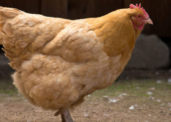 Poulets, poules et coqs – Faits, informations et photos