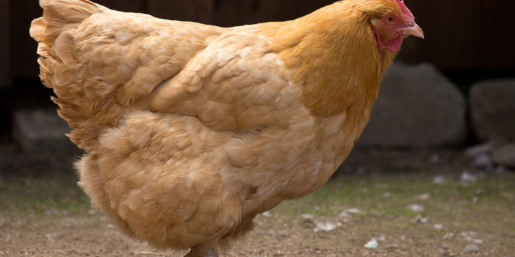 Poulets, poules et coqs – Faits, informations et photos