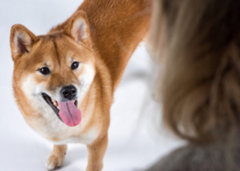 Pourquoi mon chien me suit-il partout?