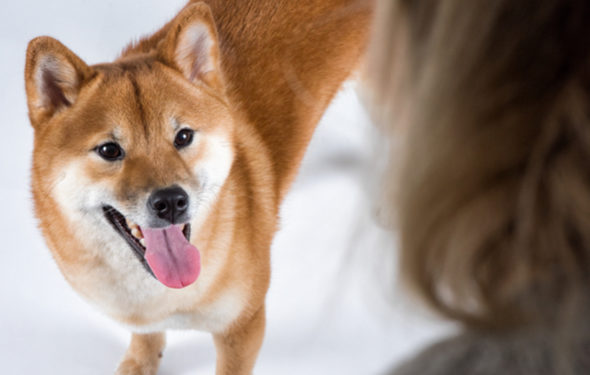 Pourquoi mon chien me suit-il partout?