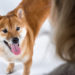 Pourquoi mon chien me suit-il partout?