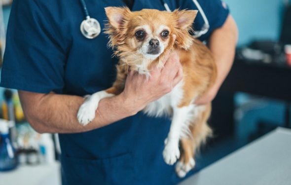 Pourquoi plus d’animaux de compagnie sont-ils euthanasiés pendant les vacances?