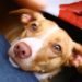 Pourquoi vous ne devriez pas laisser votre chien manger des restes de table