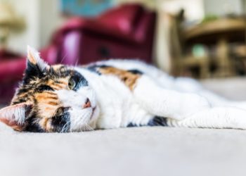 Prendre soin des chats âgés | Gérer les problèmes de santé des chats plus âgés