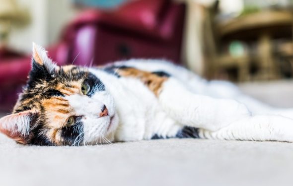 Prendre soin des chats âgés | Gérer les problèmes de santé des chats plus âgés