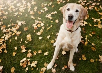 ProHeart 12 offre aux chiens une année de protection contre les vers du cœur