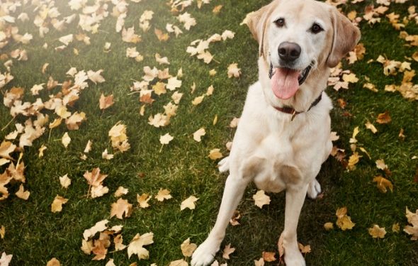 ProHeart 12 offre aux chiens une année de protection contre les vers du cœur