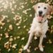 ProHeart 12 offre aux chiens une année de protection contre les vers du cœur