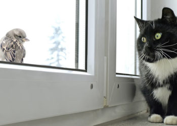 Protéger les chats des maladies des oiseaux sauvages