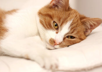 Que devez-vous donner aux chats atteints de cancer? | Meilleurs aliments pour chats atteints de cancer