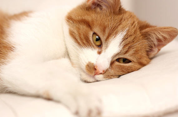 Que devez-vous donner aux chats atteints de cancer? | Meilleurs aliments pour chats atteints de cancer