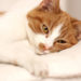 Que devez-vous donner aux chats atteints de cancer? | Meilleurs aliments pour chats atteints de cancer