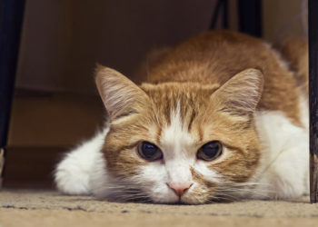 Que faire lorsque votre chat est trop malade pour manger